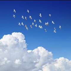 کاور خون ارغوانها